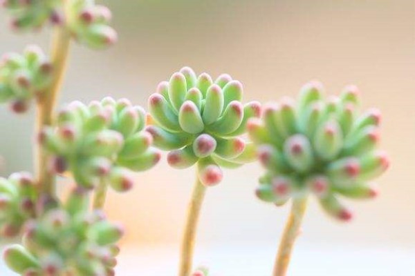 这5种草