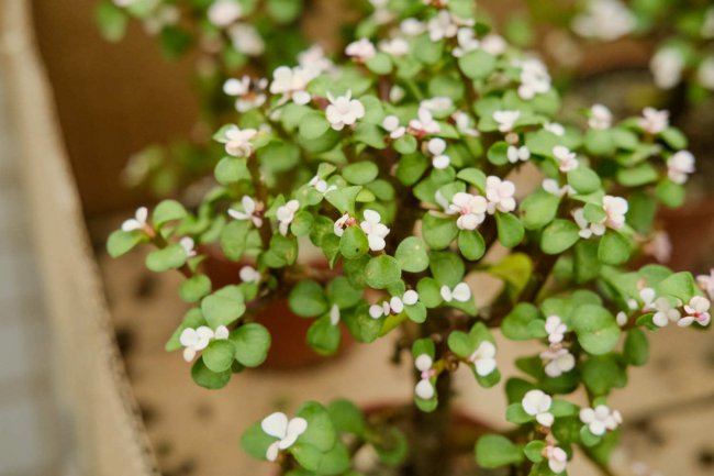 这5种草