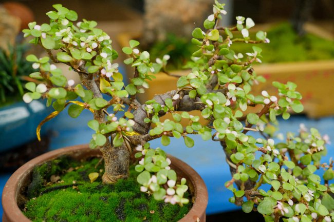 这5种草
