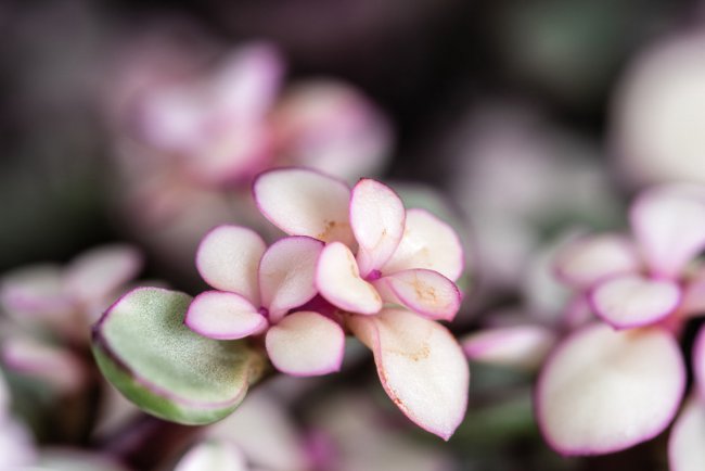 这5种草