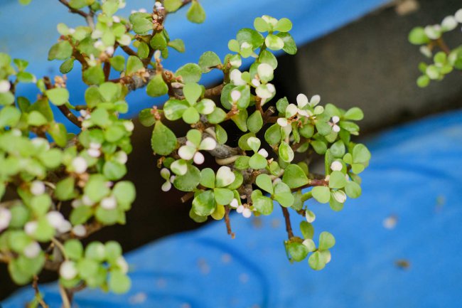 这5种草