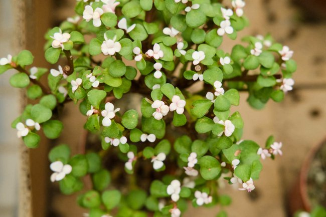 这5种草