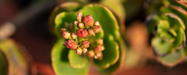 “长寿花”开花茂盛可不难