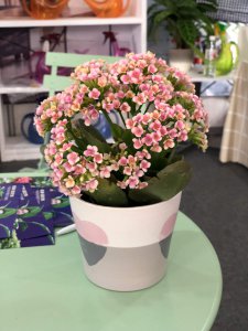 长寿花老桩养成术 长寿花盆景造型秘诀