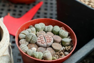 生石花水培技巧 生石花水培生根全攻略