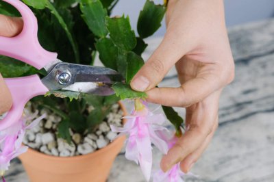 蟹爪兰种植季节解析 蟹爪兰栽培时间指南