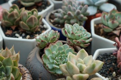 多肉夏天怎么养护 多肉植物度夏技巧