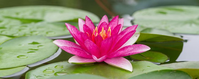 莲花怎么养