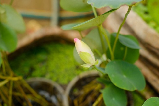 莲花怎么养