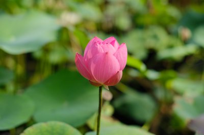 莲花怎么养才能旺盛 莲花水培养殖全攻略