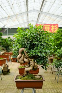 人参榕花盆选择 人参榕盆景养护技巧