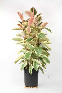 橡皮树养护技巧 橡皮树盆栽种植全攻略