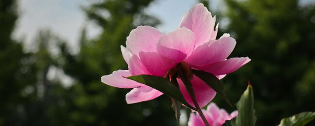 芍药室内怎么养