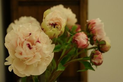 芍药室内养护 芍药盆栽养殖方法详解