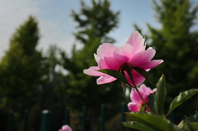 芍药室内怎么养