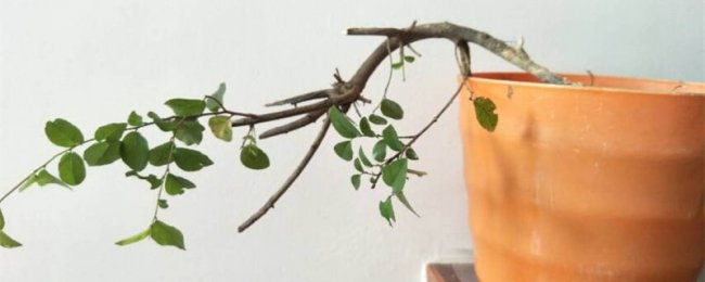 雀梅怎么养