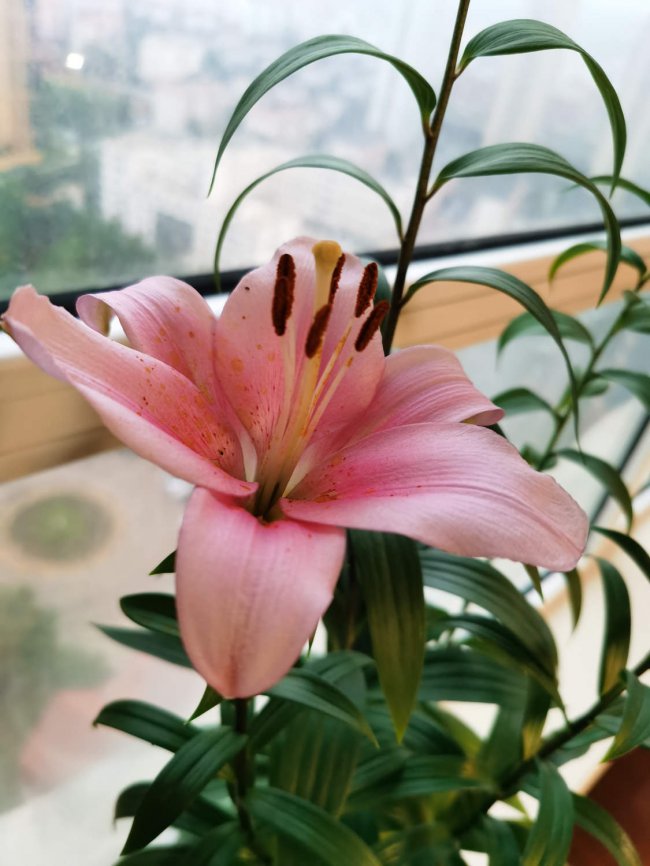 盆栽百合花怎么养