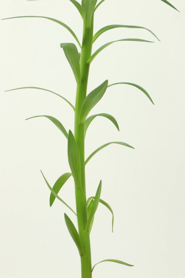 盆栽百合花怎么养