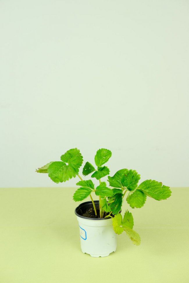盆栽草莓怎么养