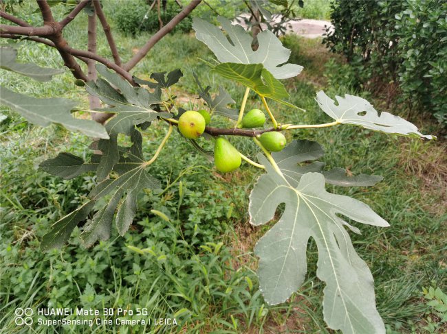 无花果盆栽的养殖方法