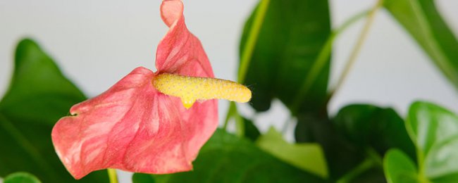 红掌四季养护方法