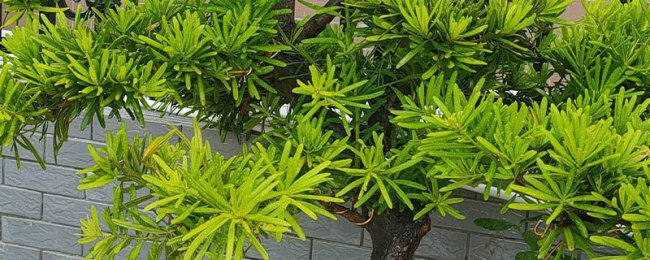 罗汉松的养殖方法
