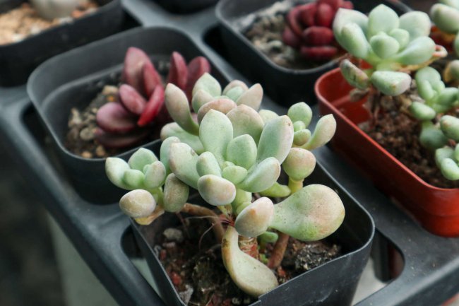 怎么养多肉植物长得快