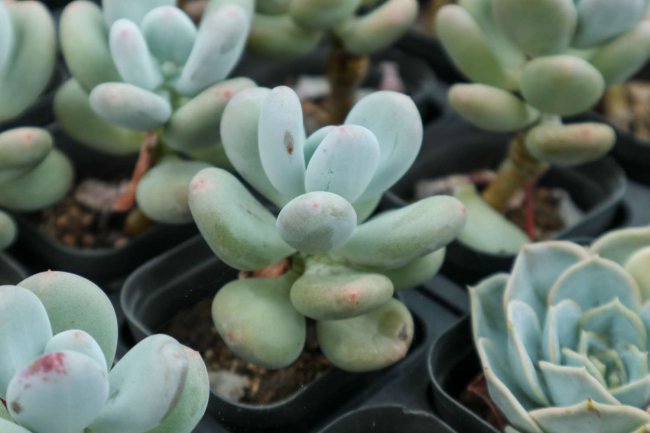 怎么养多肉植物长得快