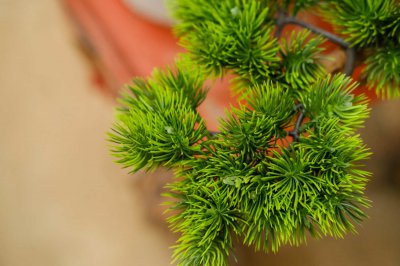 冬季修剪3种树 盆栽修剪旺家宅