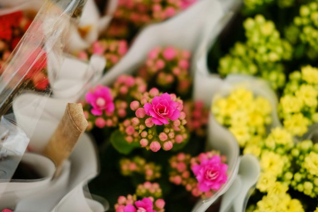冬天养这种“花”