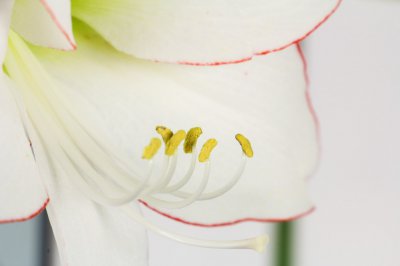 朱顶红生根秘诀 朱顶红万能繁殖指南