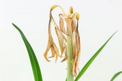 朱顶红球茎膨大技巧 球茎养护核心秘诀