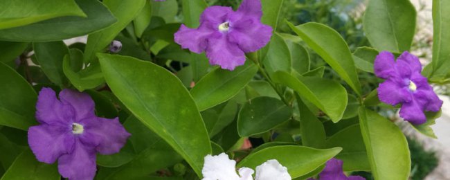 盆栽双色茉莉冬天怎么养