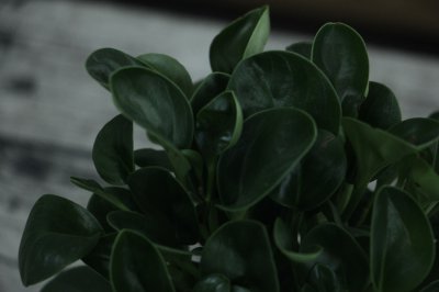 豆瓣绿如何度夏？ 豆瓣绿夏季养护技巧