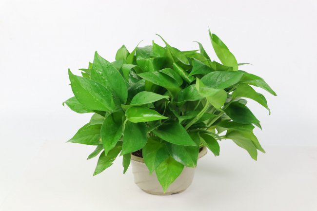 给绿萝喂个“药”