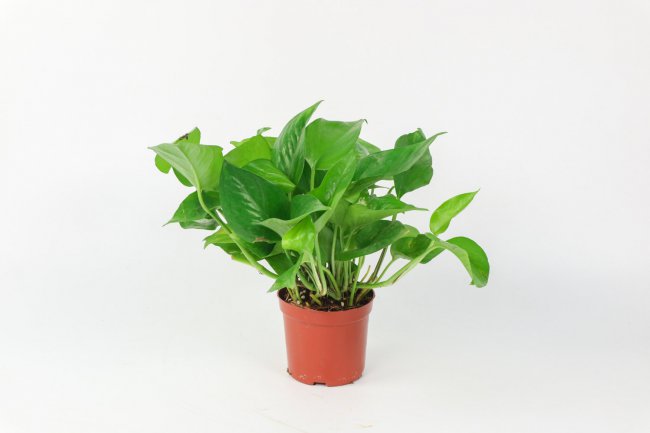 给绿萝喂个“药”