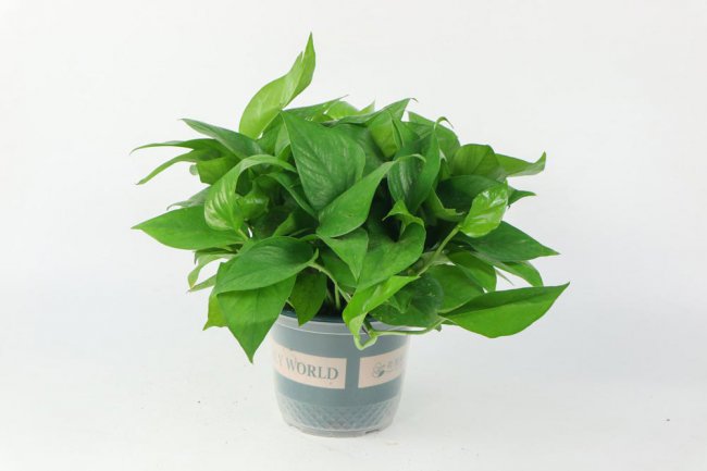 给绿萝喂个“药”