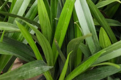 兰花催花难？兰花养护3大技巧揭秘