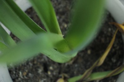 风信子生根技巧 风信子三步催根方法详解