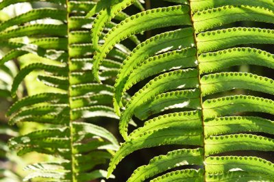 蕨类植物夏季养护 蕨类度夏管理全攻略