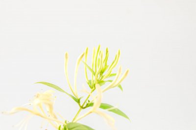 金银花冬季如何养护 金银花过冬技巧详解