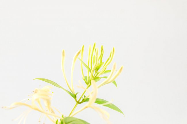 金银花冬天怎么养