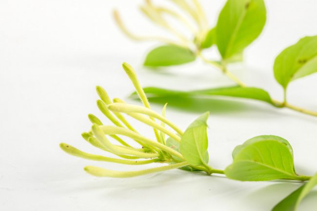 金银花冬天怎么养