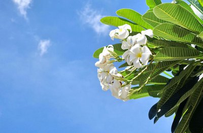 鸡蛋花养护 鸡蛋花盆栽养殖全攻略