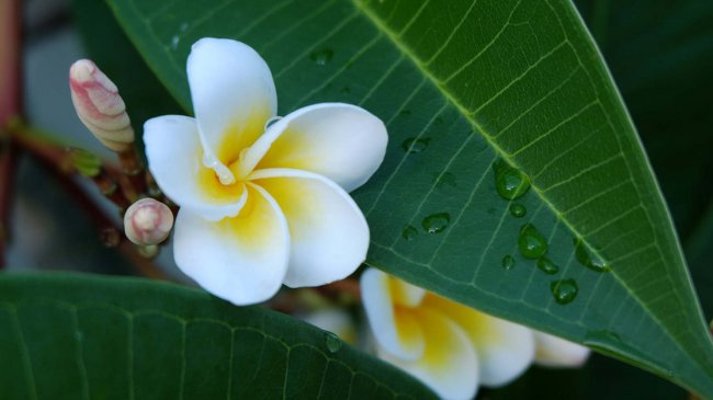 鸡蛋花盆栽怎么养