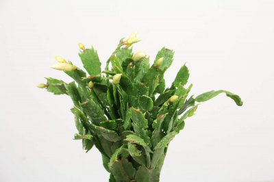 蟹爪兰不长花苞怎么办 蟹爪兰催花技巧3步骤