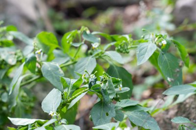 想养药用盆栽？龙葵种植攻略助你收获黑珍珠