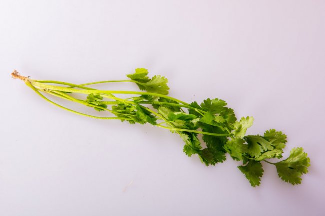香菜盆栽方法