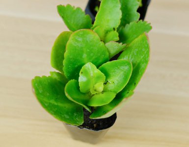 长寿花冬季怎么养 家养长寿花过冬技巧