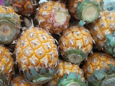 菠萝蜜盆栽种植 种子育苗技巧全解析